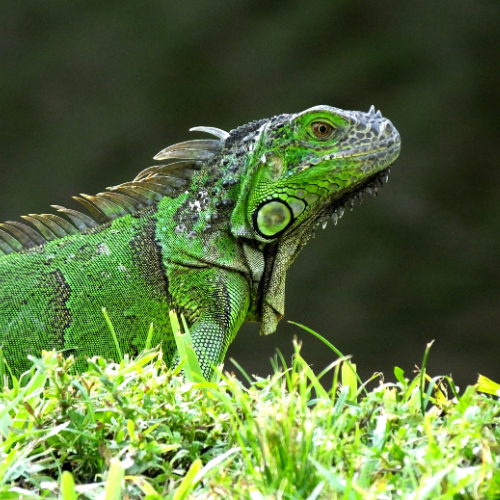 Iguane Vert
